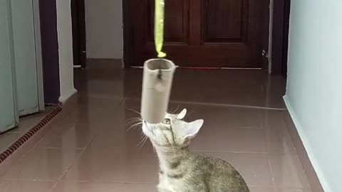 Cute cat playing a hanging string