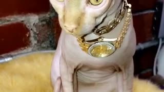 Bald cat with gold jewelry and gold watch on neck