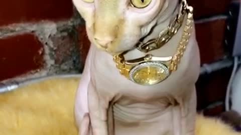 Bald cat with gold jewelry and gold watch on neck