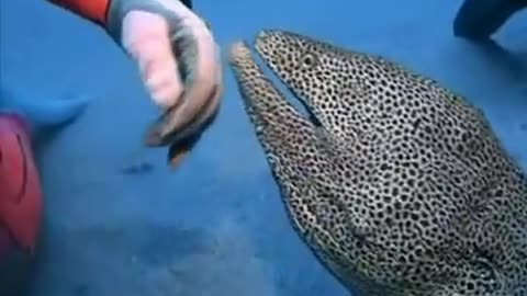 friendship with a moray