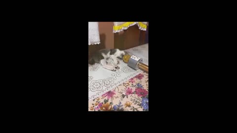 Funny animal videos|Cute animal videos |Funny dog&cat videos|Hilarious pet videos|funny video