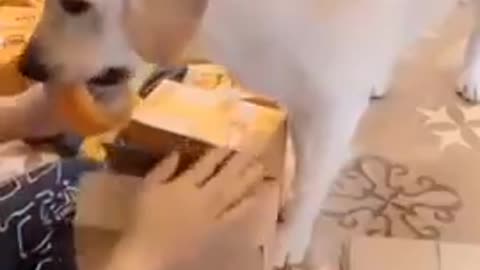 Smart Dog Helps Owner With Packaging