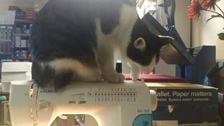 Cat helps to sew