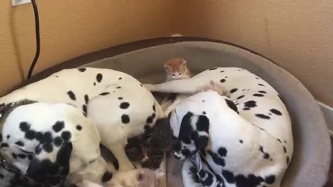 When A Litter Of Kittens Needed Foster Parents, An Unlikely Duo Stepped In