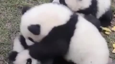 pandas fighting - very funny