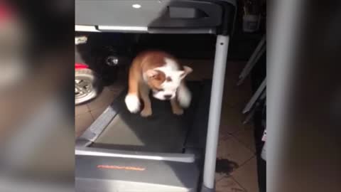 Excited Bulldog Jumps For Joy On Treadmill