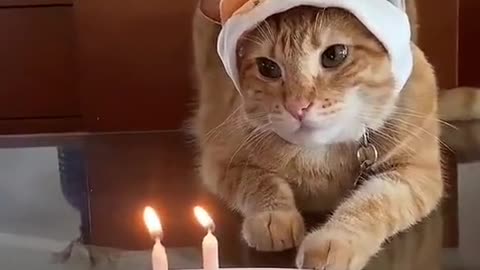 Funny Cat videos