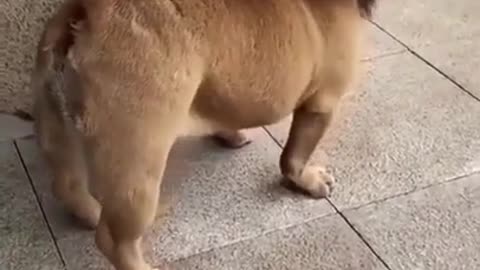 🤣funny short dog try to stop laugh🤣