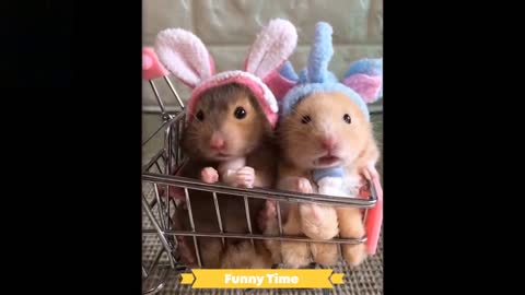 Cute and Funny Animal Compilation 2021