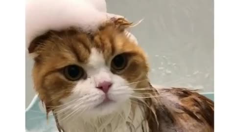 cat bathing with bubbles all over