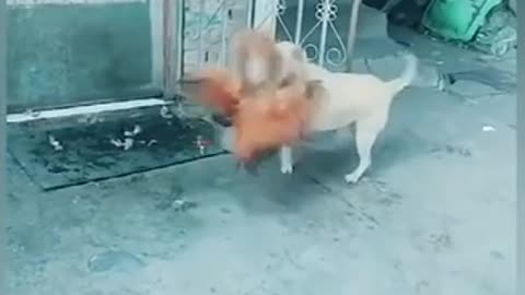 The dog /chicken fight #viral guess who won