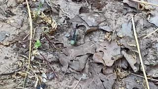 Wasp Drags Caterpillar Into Hidden Hole