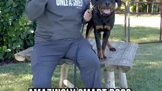 Top 3 Reasons Rottweiler Are No Longer Police Dogs
