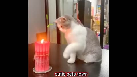 Extremely funny cat & dog videos you can't stop laughing at collection 2022.