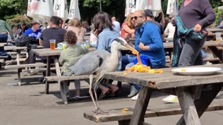 Bird Brazenly Steals Lunch