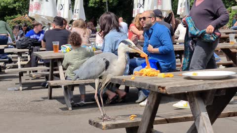 Bird Brazenly Steals Lunch