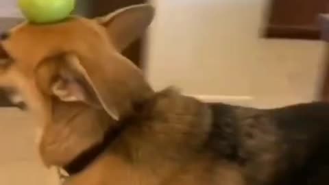 New funny animals🐱🐶 Best funny dogs and cats.Lol😂