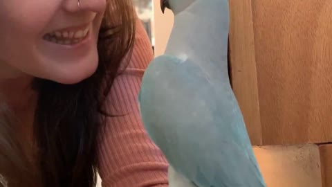 Parrot Plays Adorably with Mom