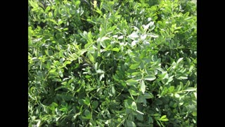 Indigo Blue Flowers False Indigo Sept 2022