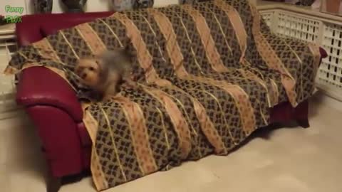 CAT PLAY WITH SOFA
