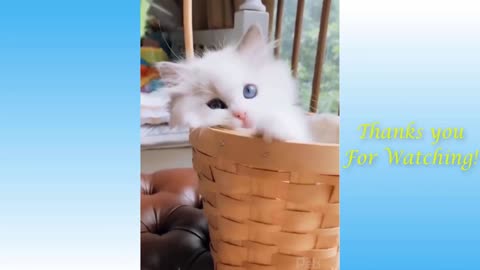 Funny Cat Videos