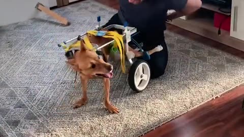 How to take care of a disable dog