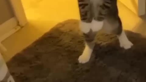 funny cats 🐱🔥 video funny animals 🤭🤣