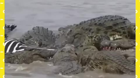 Crocodile attack