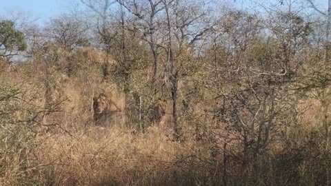 Lion in the Grass