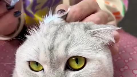 How to clean a cat's ears