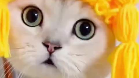 Cute Crazy Cats Funny Viral Clips😹