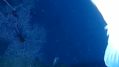 Beautiful healthy reef in 100m of water