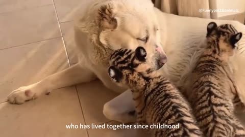 The dog went to visit the tiger who grew up together, the picture was tear-jerking