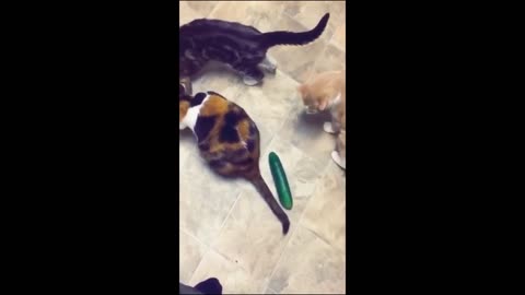 "Furry Frenemies: Cats vs Dogs in the Funniest Battle Ever!"