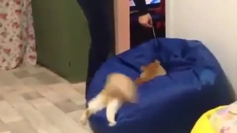 Funny cat running into a beanbag