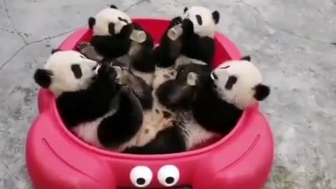 Nature is Amazing ☘️ @AMAZlNGNATURE · snack time 🐼