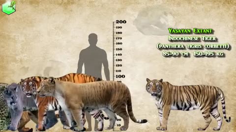 Big Cats Size Comparison LİVİNG EXTİNCT