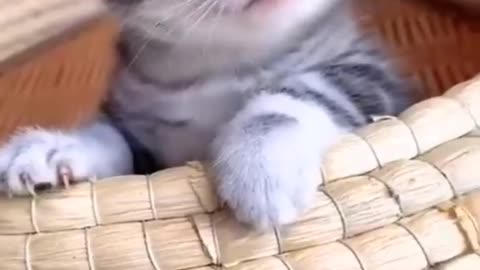 Funny cats video