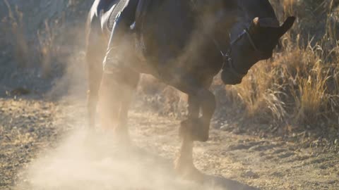 Brown horse beating hoof in slow motion with dust rising in sunlight