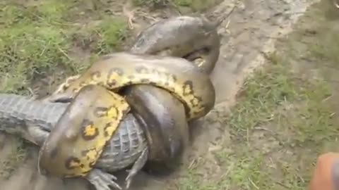 Crocodile chews giant anaconda to death despite being strangled