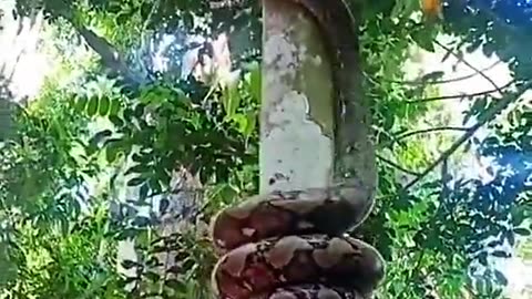 A very agile snake climbs a tree very quickly