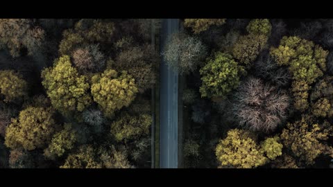 The Forest | Cinematic Drone Footage With Relaxing Music