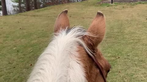 A wonderful bond between horse and owner