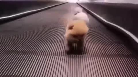 Teacup dogs running on escalator 🐶❤️