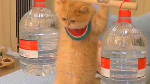 Funny animals, funny animals video, smart cat