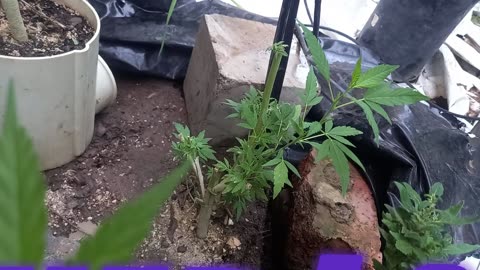 Outdoor Weed Grow Northern Cape South Africa. When you use shid around you