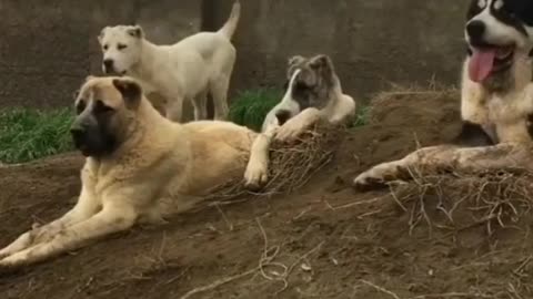 Anatolian SHepherd Dogs