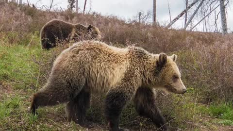 Finishing up my 6thseasonworking with bears in the Greater Yellowstone Ecosysfem