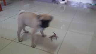 Crab: 1, Pug: 0