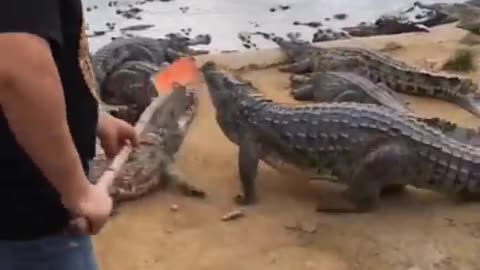 Wild hunting crocodile